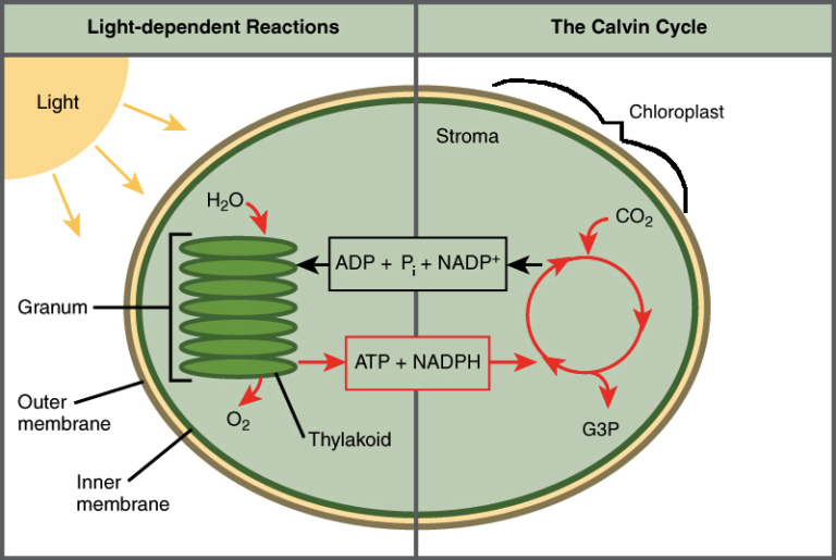 Photosynthesis And Cannabis 